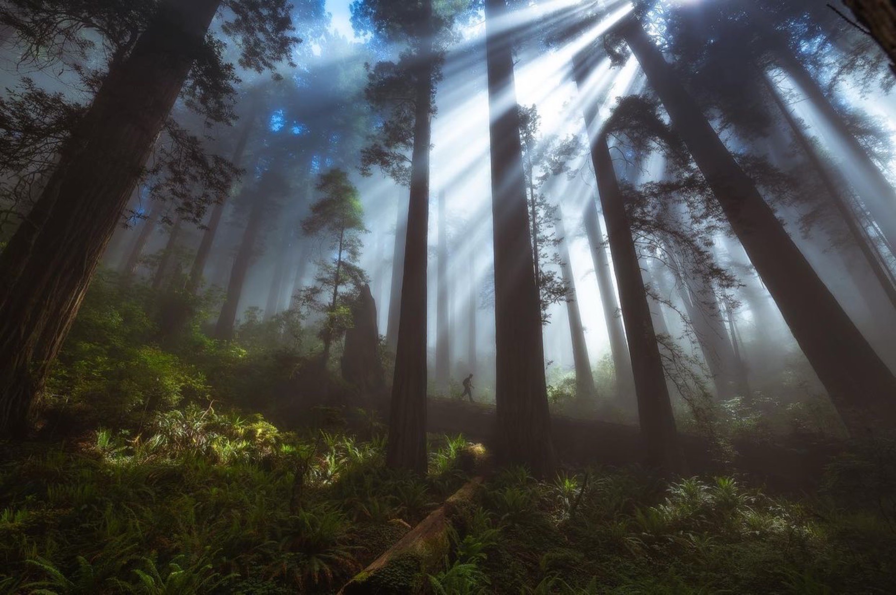 Photographer learning in the redwoods