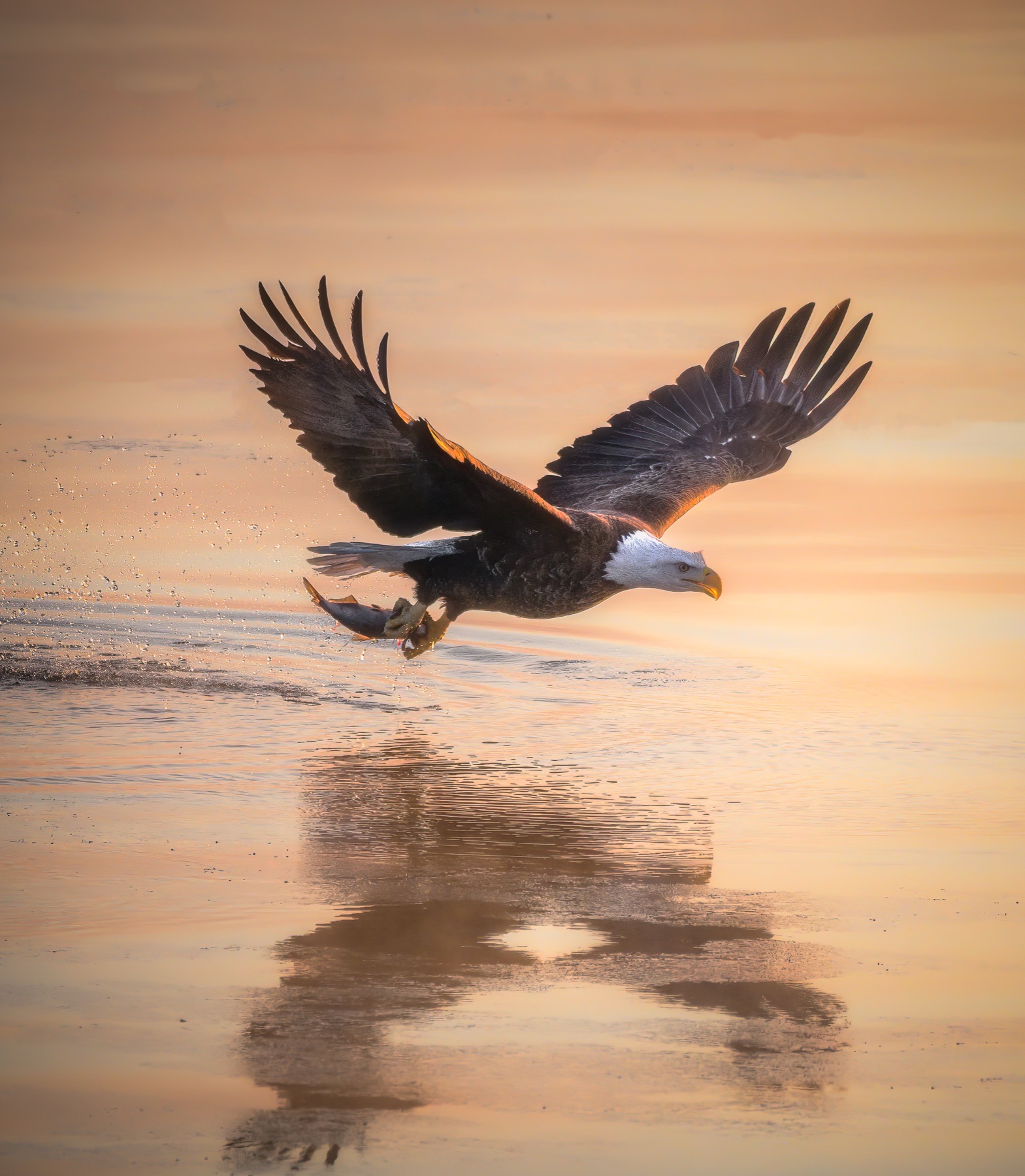Bald eagle flying toward a photographer positioned downwind while approaching into a headwind