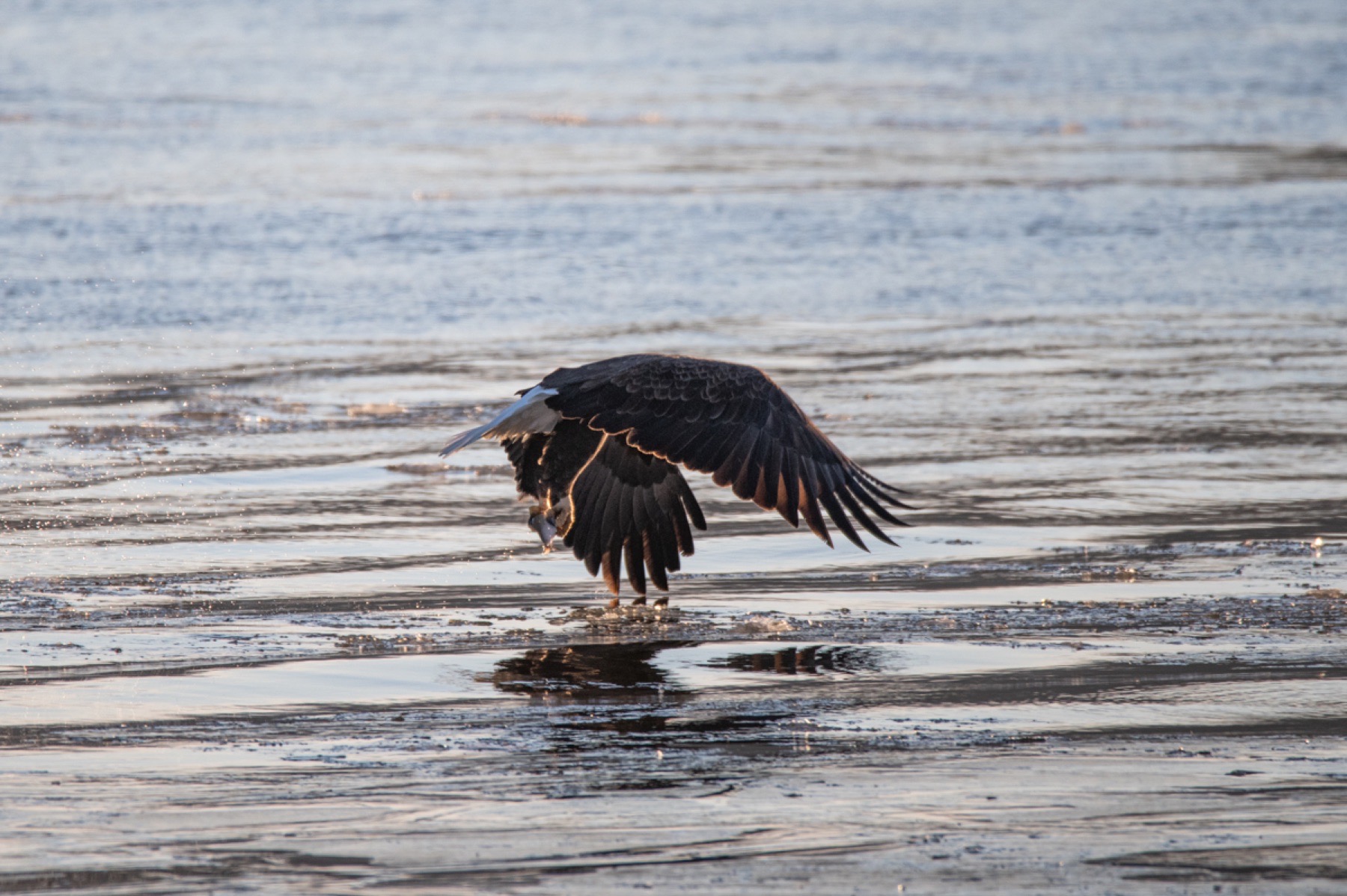 Bald eagle launching away from the photographer over winter water