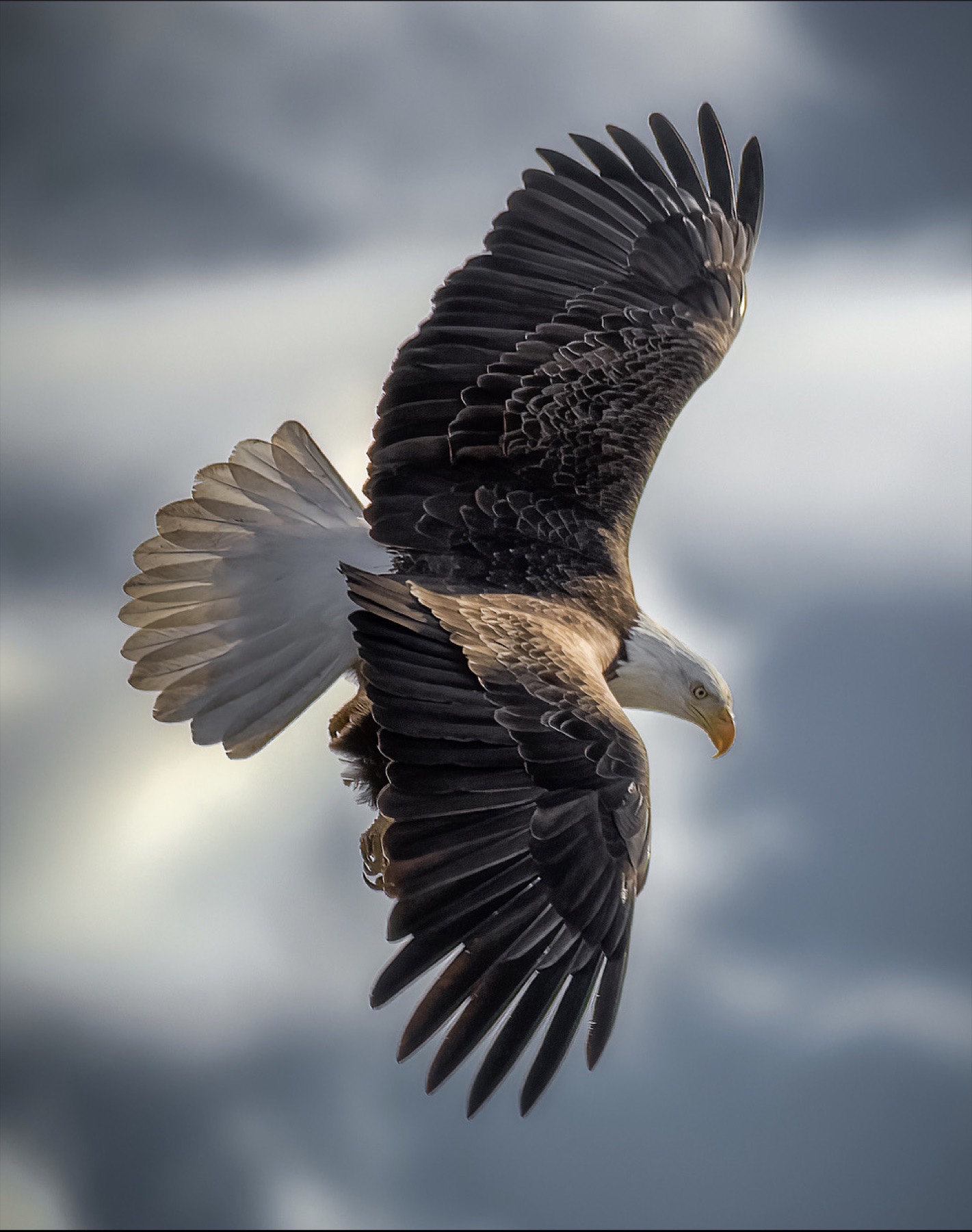 Bald eagle banking sharply in a crosswind with wings spread wide