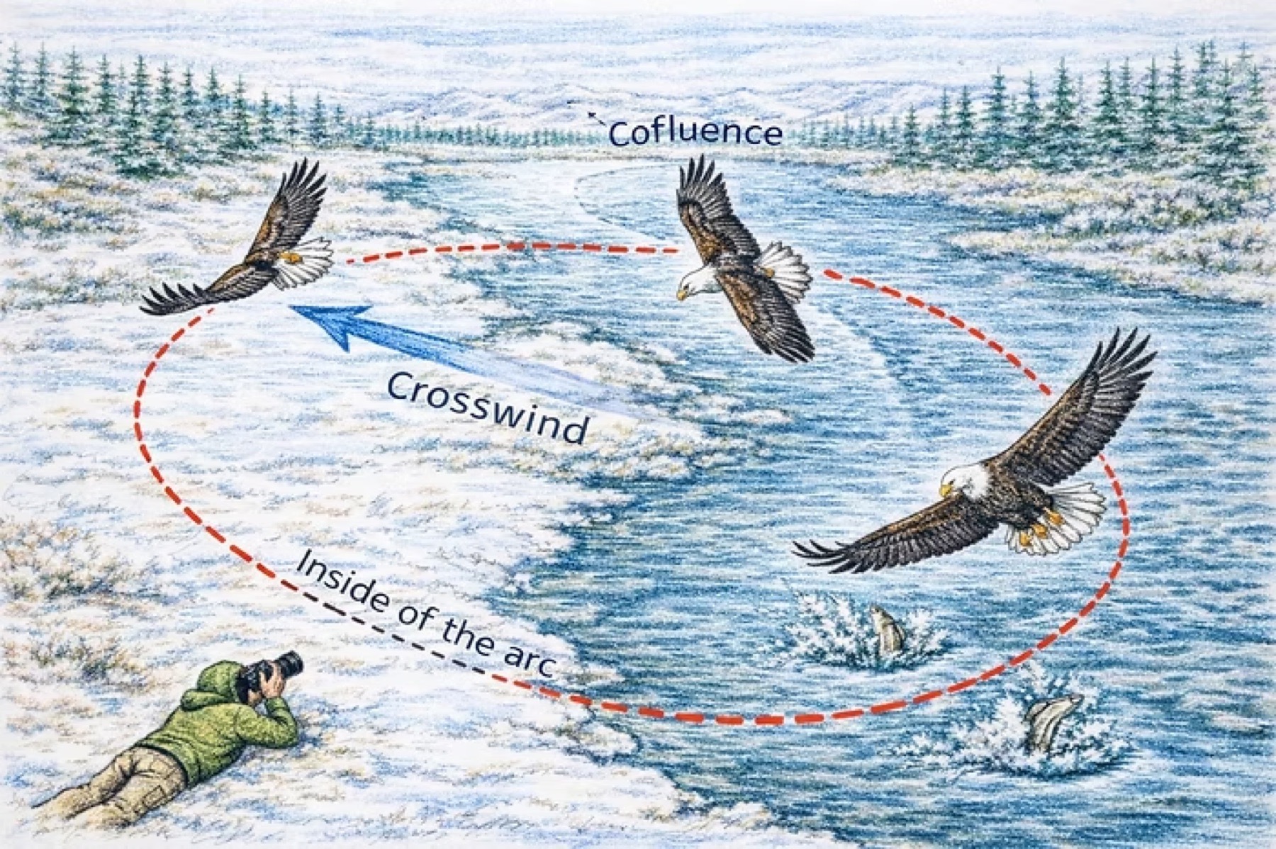 Diagram illustrating bald eagles banking in a curved crosswind arc at a river confluence