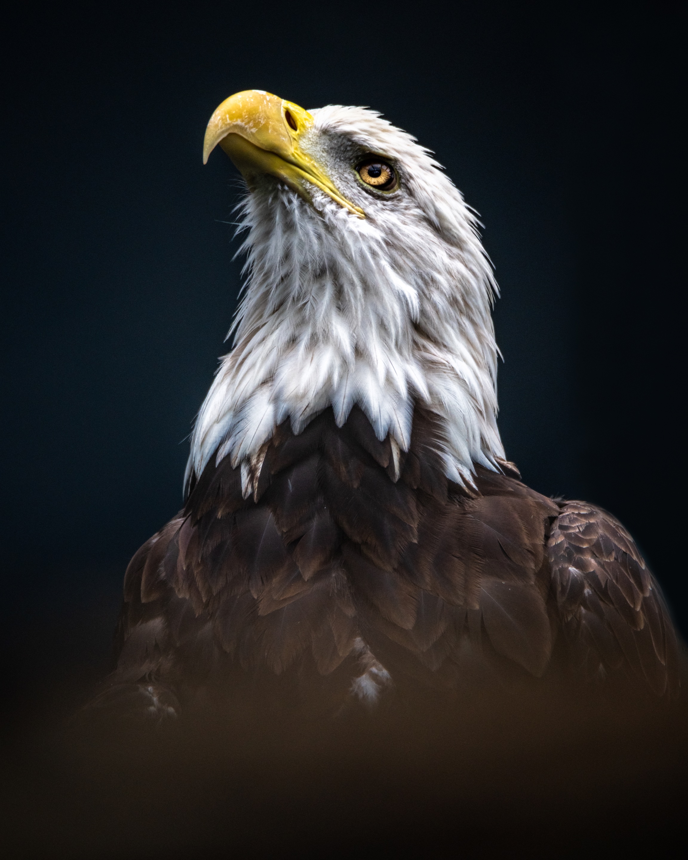 Complete portrait of a bald eagle, including its eye and beak