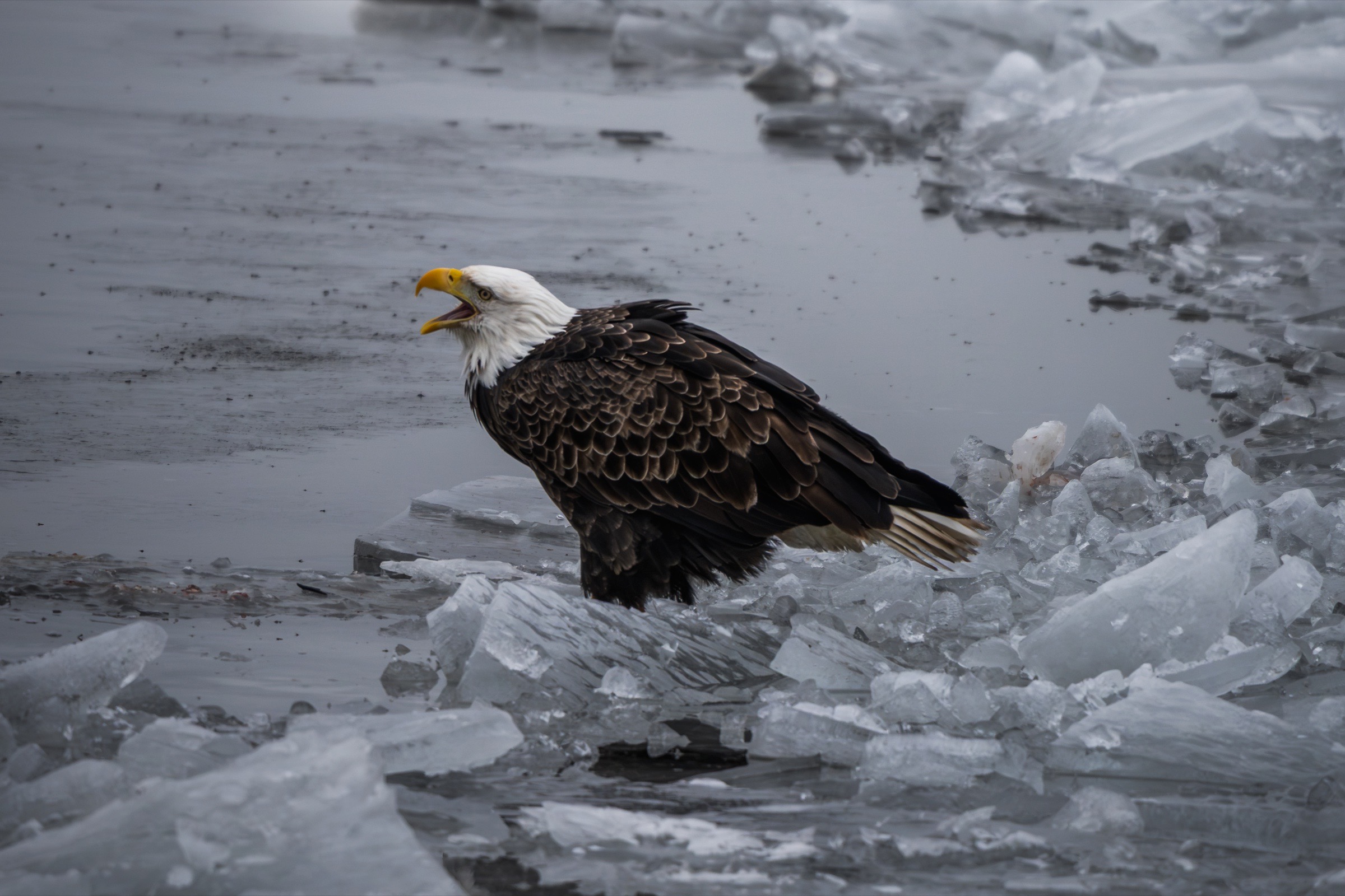 Student eagle photograph